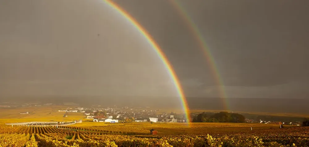 Balade vigneronne entre vignes et terroir
